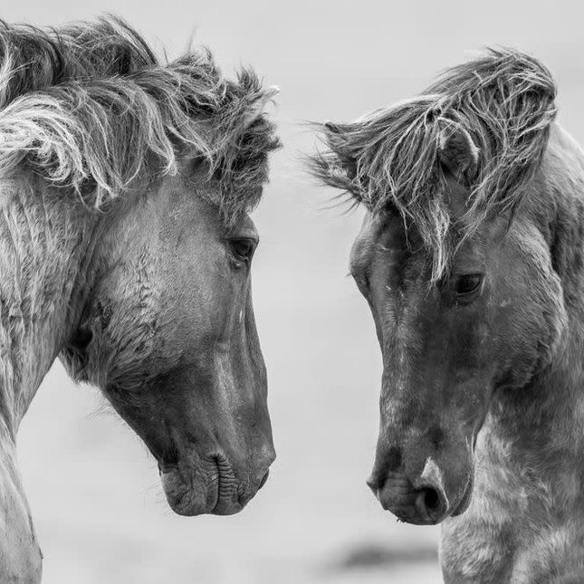 Aluart schilderij 'Horses in the wild'