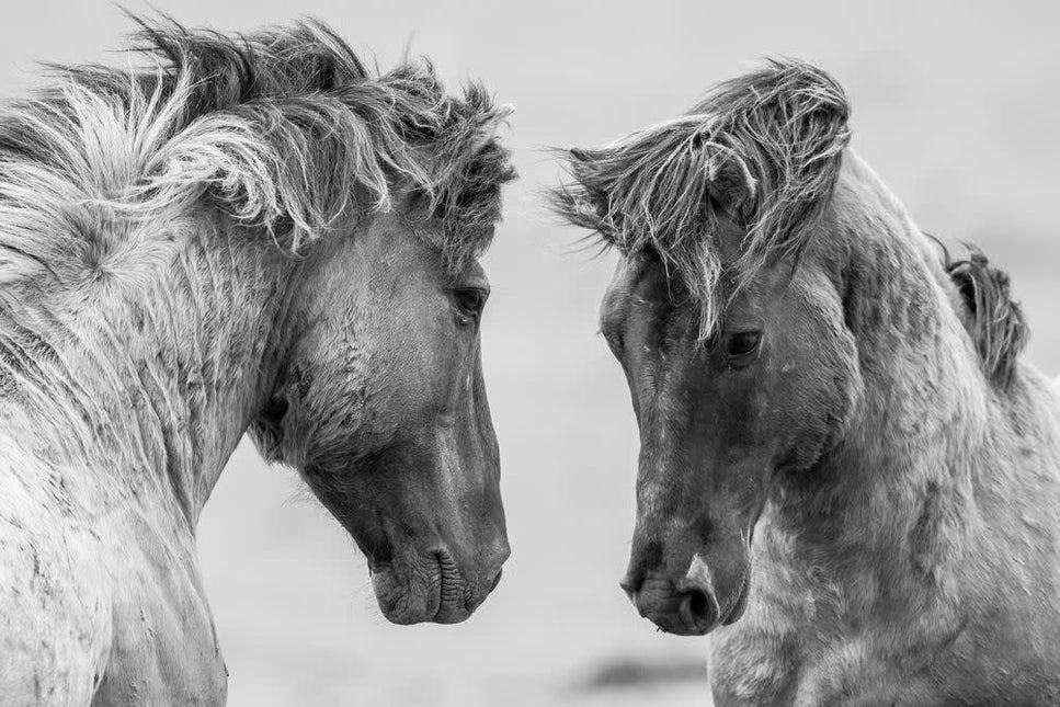 Schilderij 'Horses in the wild'